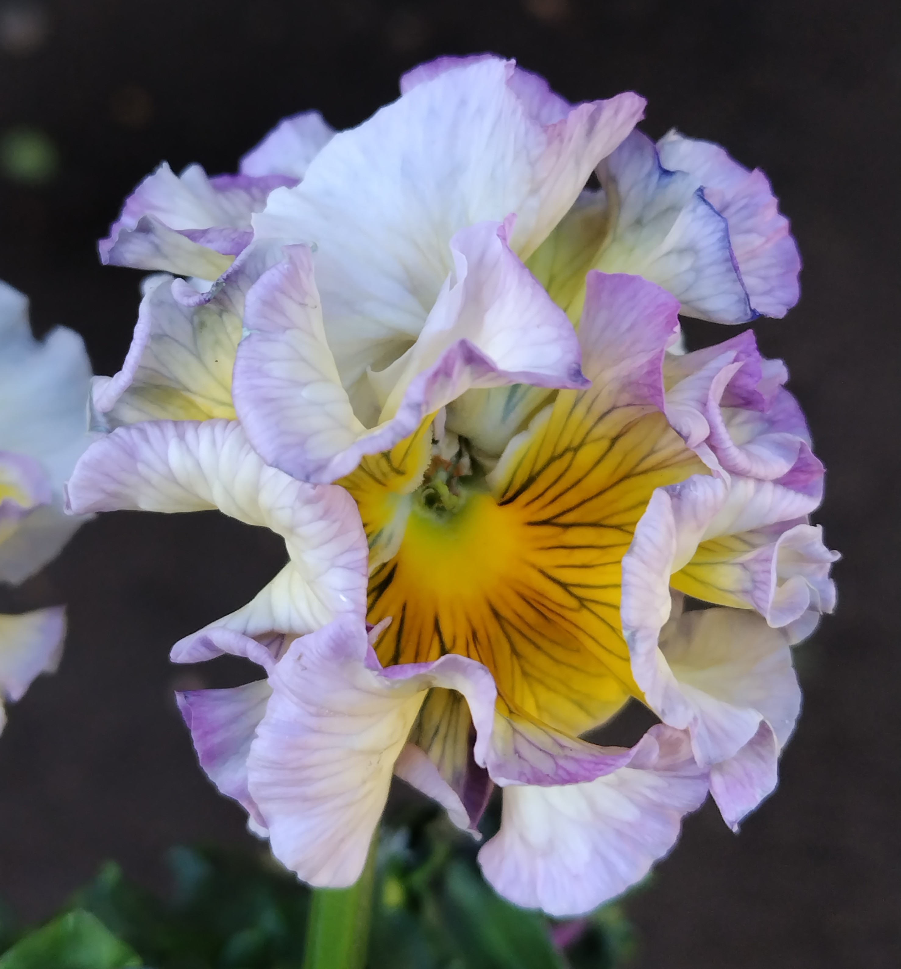 ○シュガーボンボン×2 239 | グリーンホビー