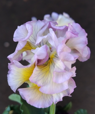 ●シュガーボンボン&times;2　243