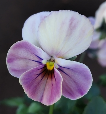 ●白いウサギ、万葉菫　246