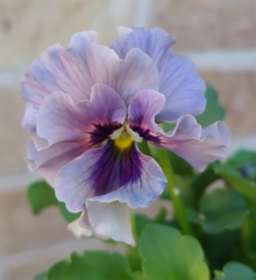 ●レディ&times;3点　250