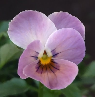 ●白いウサギ、万葉菫　258