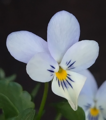 ●白いウサギ、万葉菫　257