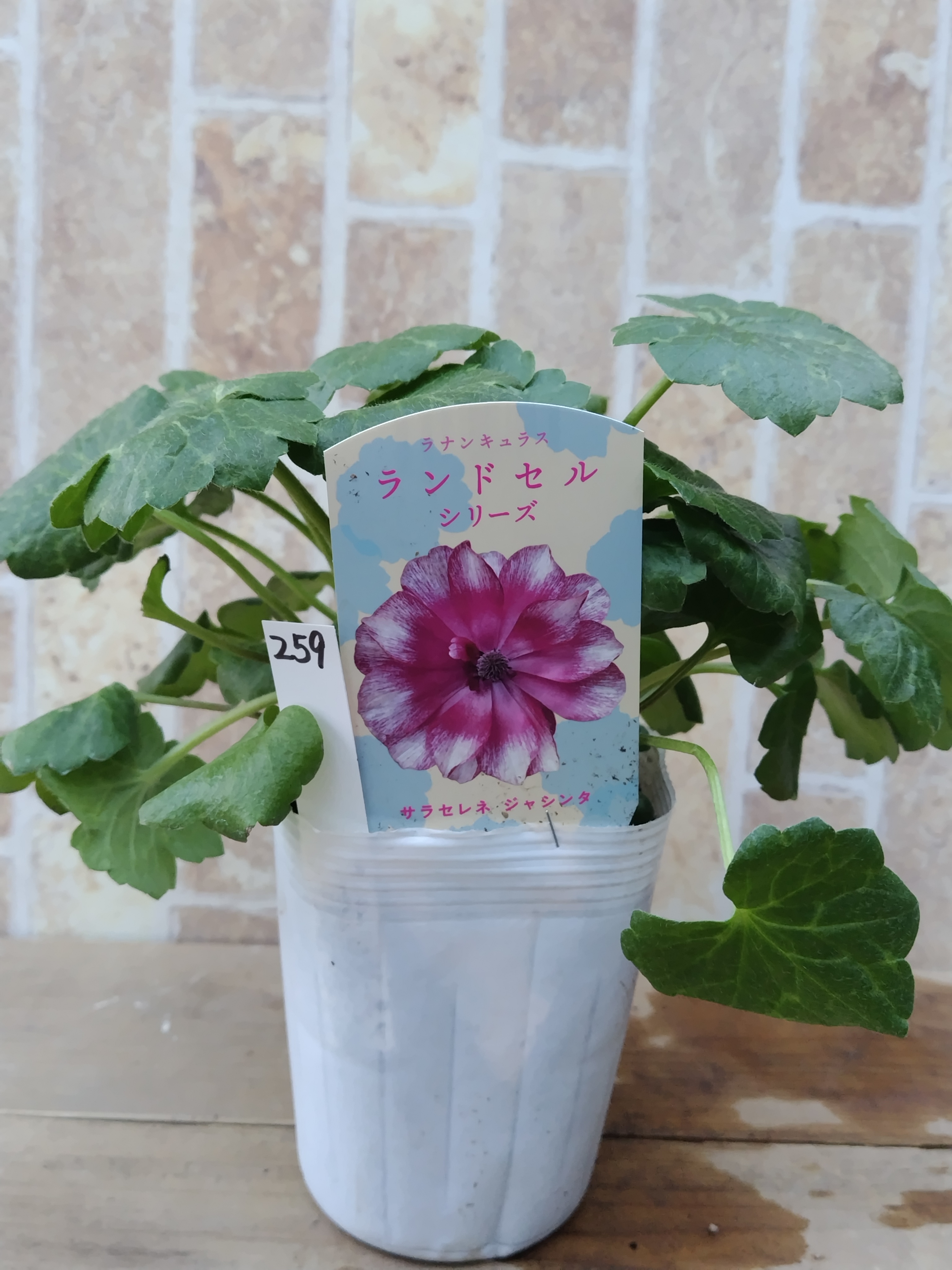 ラナンキュラス ランドセルシリーズ 【ジャシンタ】 | グリーンホビー