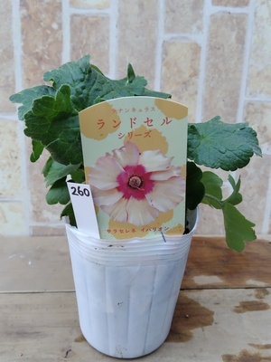 ラナンキュラス　ランドセルシリーズ　【イパリオン】