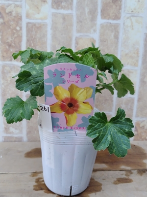 ラナンキュラス　ランドセルシリーズ　【モノケロス】