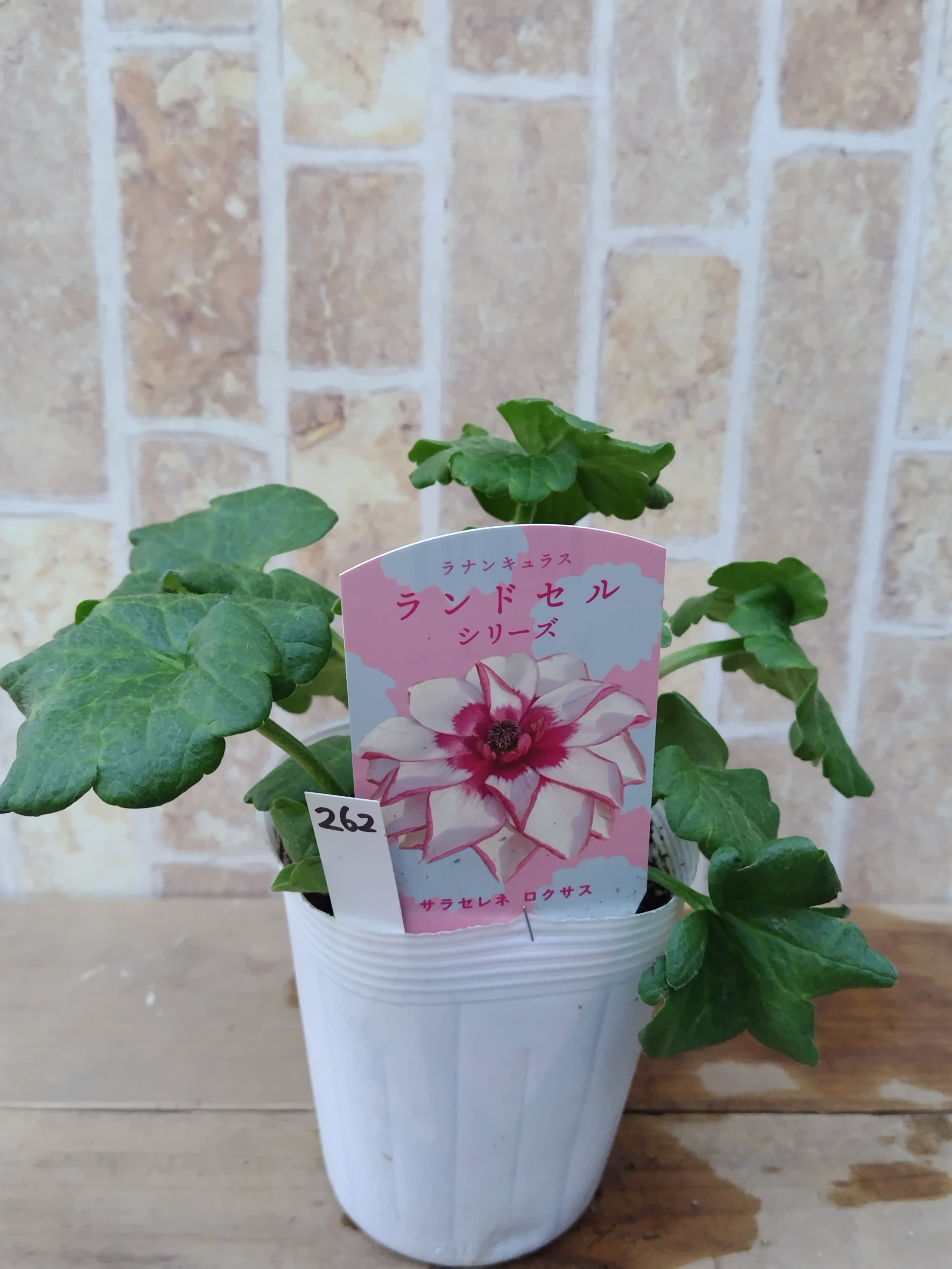 ② ラナンキュラス　ラックス　ランドセルシリーズ ラナンキュラスのランドセル？！【ガーデニング】【ラナンキュラス