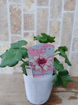 ラナンキュラス　ランドセルシリーズ　【ロクサス】