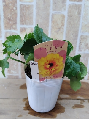 ラナンキュラス　ランドセルシリーズ　【ラゴス】