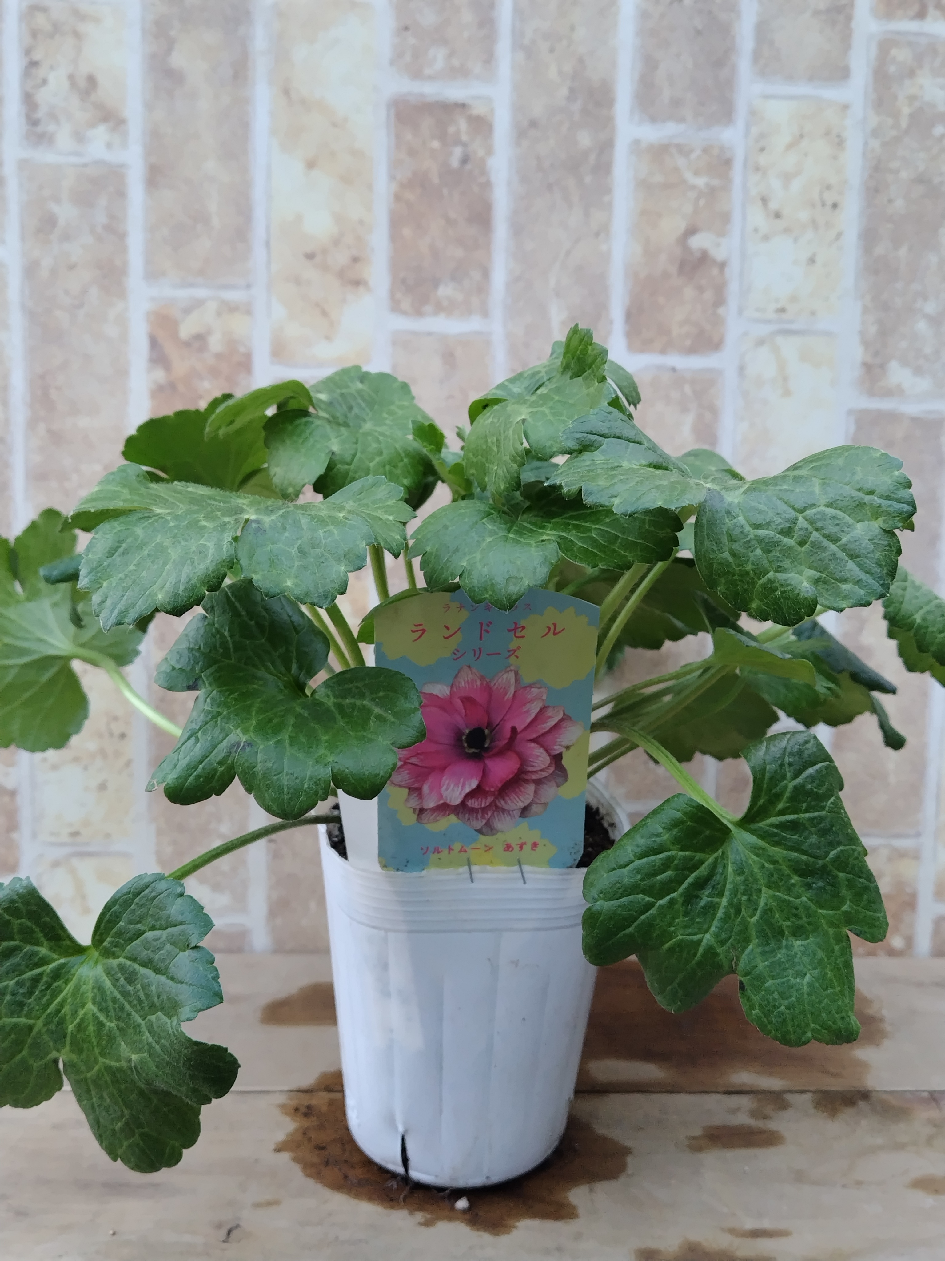 希少 ラナンキュラス ランドセルシリーズ『あずき』４号 ポット苗のままで発送♪ 楽天市場】予約販売 ラナンキュラス ランドセル 苗 ソルトムーン