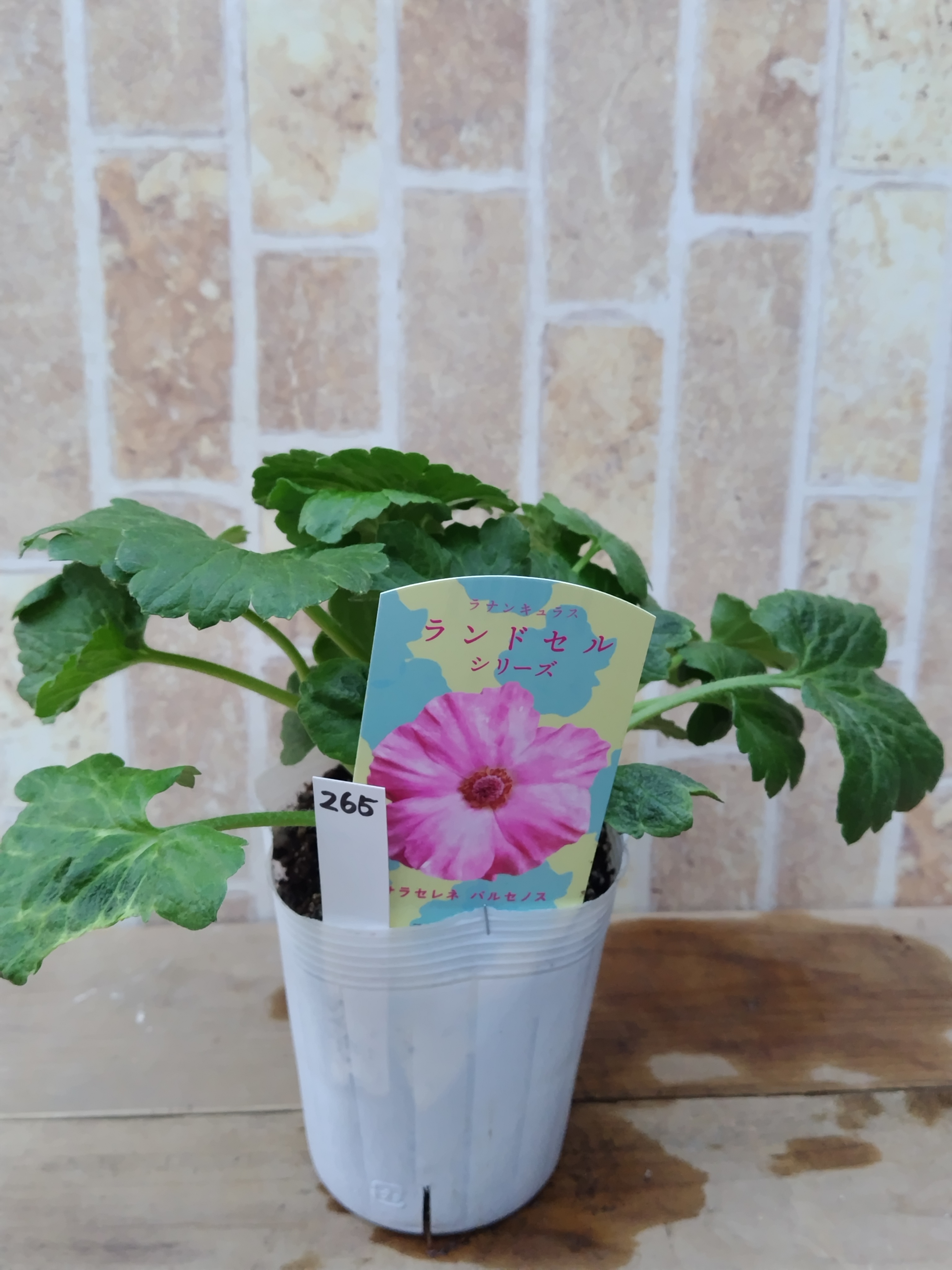 ラナンキュラス ランドセルシリーズ 【パルセノス】 | グリーンホビー