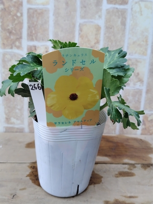 ラナンキュラス　ランドセルシリーズ　【アマルティア】