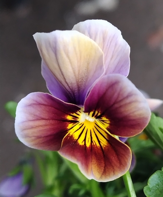 育種ビオラ 今年人気アソート5株セットD【フェデネージュトイプー