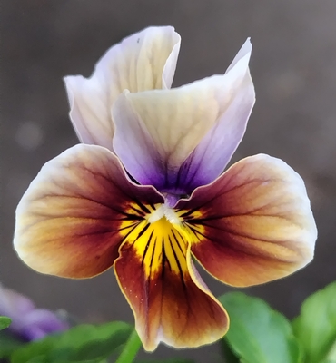 パルプンテ【2株セット】E | グリーンホビー