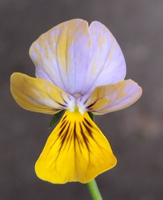 パルプンテ【2株セット】I | グリーンホビー