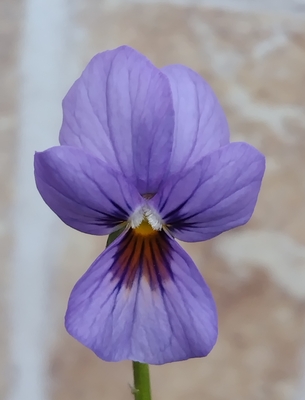 MIYABI様ご依頼品 フェデネージュムーンライト3苗 現品 タグ付き