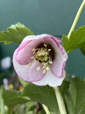 tonsoku クリスマスローズ 小苗 DD段咲きピンク セルフ クリスマスローズ | グリーンホビー