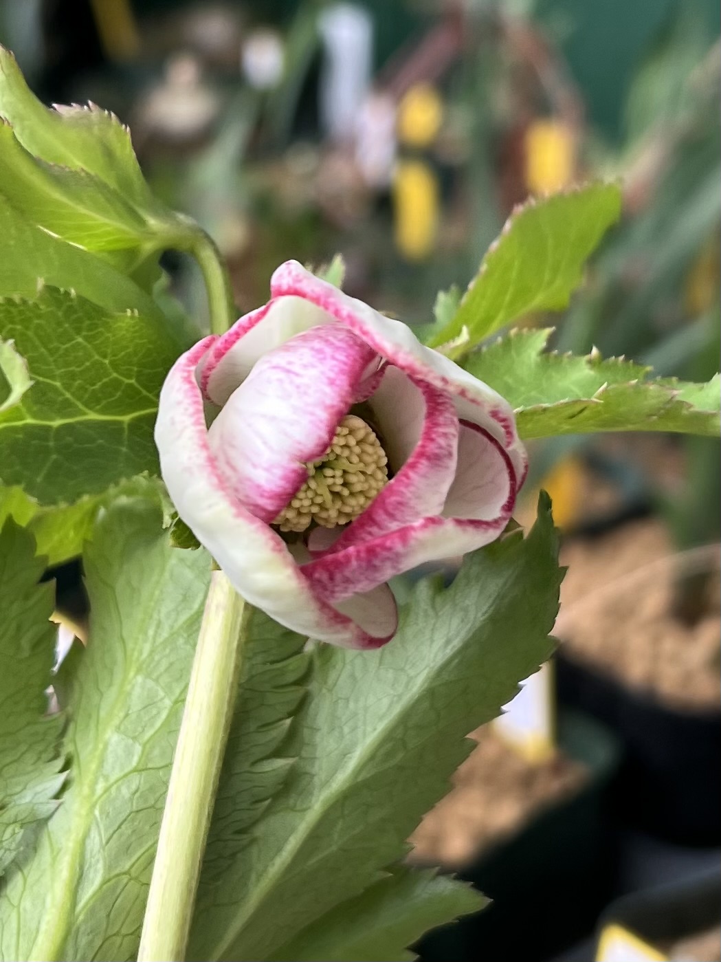 5粒✨若泉ファーム✨ファーストキッス✨セルフ種子✨クリスマスローズ　匿名配送 5粒✨若泉ファーム✨ファーストキッス✨セルフ種子✨クリスマスローズ