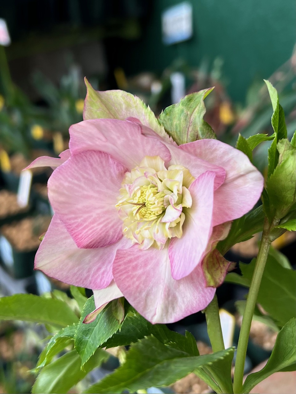 クリスマスローズ　株分 レアなダークピンク シャルウィダンス 整形花　極上 シャルウィダンスペールピンク【Wa5】 | グリーンホビー