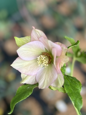 若泉ファームさんのクリスマスローズ | グリーンホビー