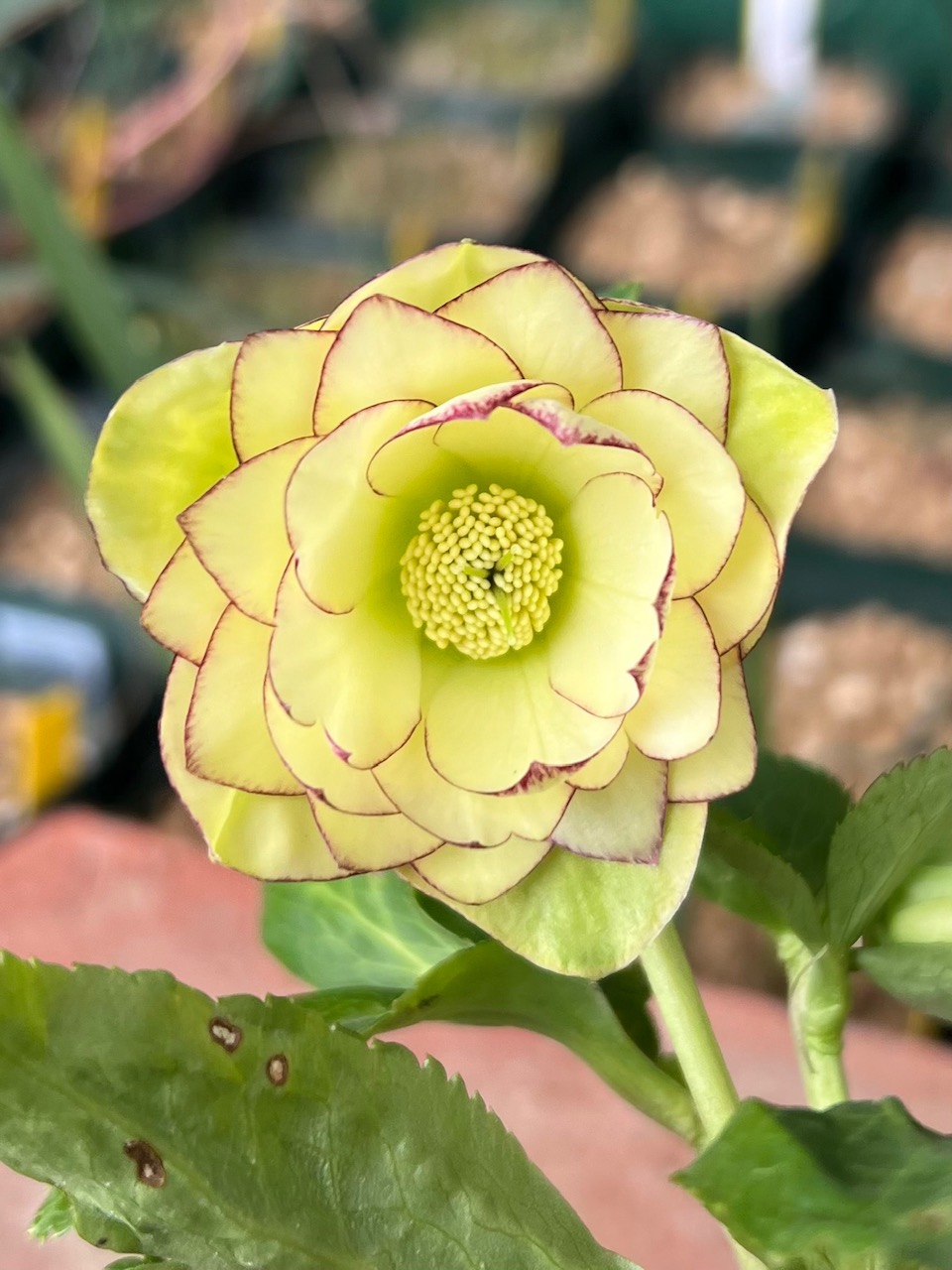 公認）グロッシーカラー☆フレグランスクリスマス【ka76】 | グリーン