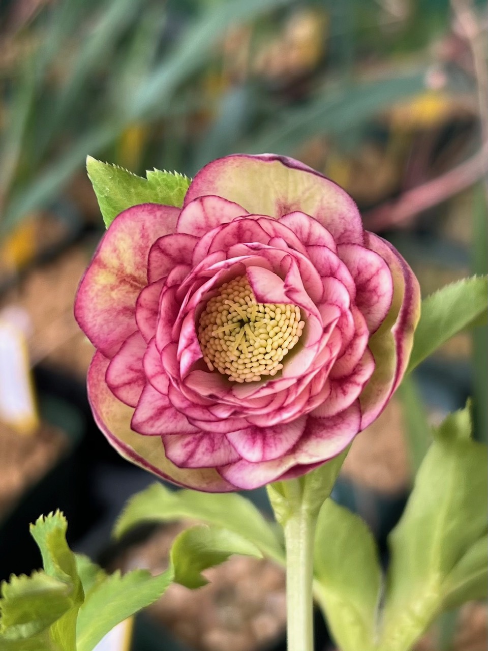 公認）アフロディーテプリマヴェーラ【ka77】 | グリーンホビー