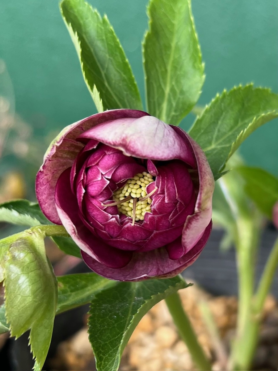 公認）アンティークアフロディーテ【ka80】 | グリーンホビー