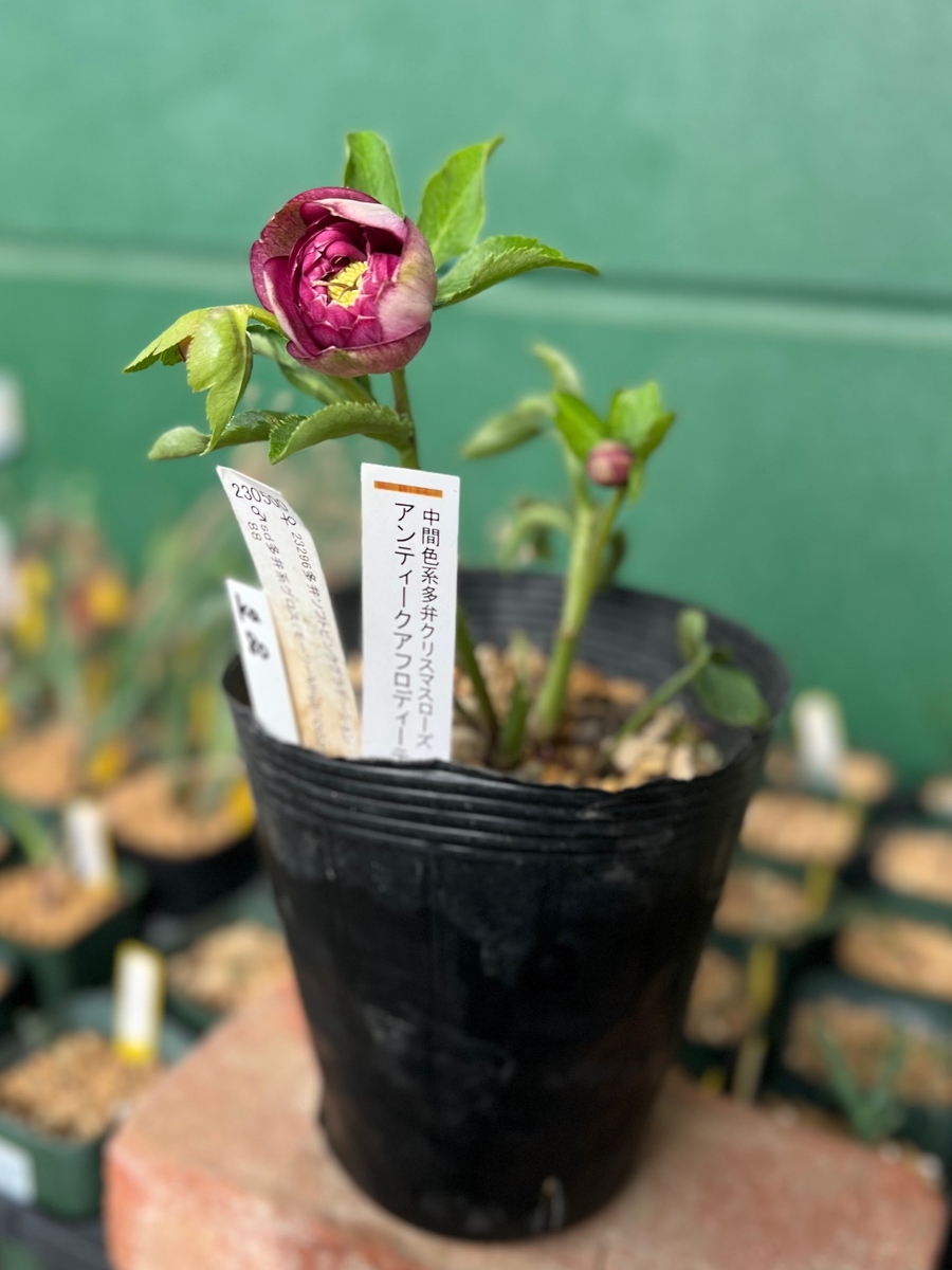 【加藤農園認定札付き】クリスマスローズ株分け　アンティークアフロディーテ 加藤農園認定札付き】クリスマスローズ株分け アンティーク