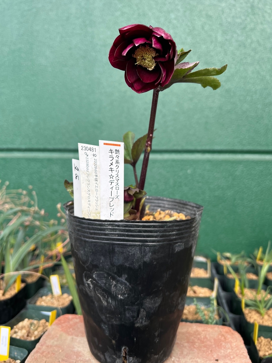 公認）キラメキ☆ディープレッド【ka81】最上級 | グリーンホビー