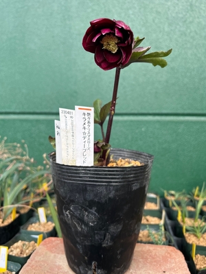 公認）キラメキ☆ディープレッド【ka81】最上級 | グリーンホビー