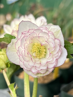 クリスマスローズ | グリーンホビー