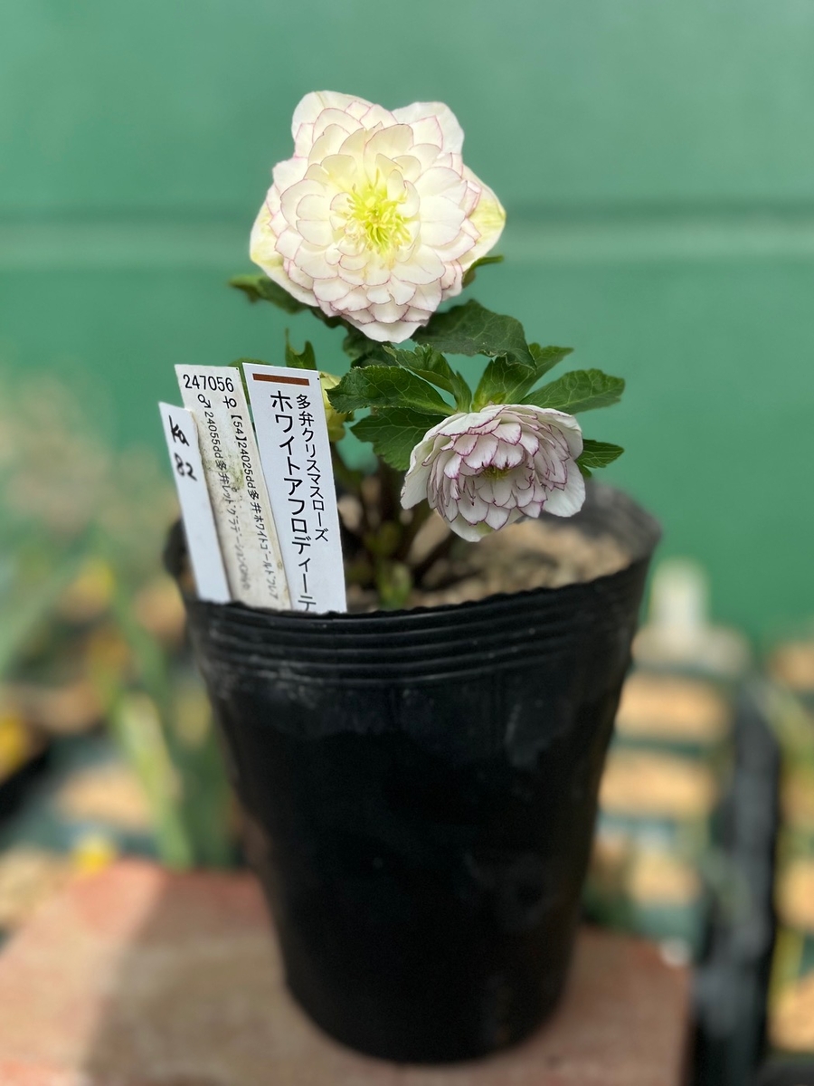 開花株クリスマスローズ・ddアフロディーテ-082