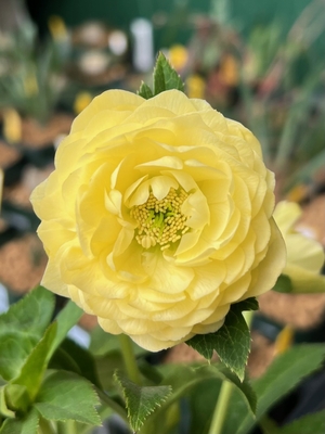 公認）フレグランスクリスマスローズ dd強香さくらピンクグロス×dd多弁