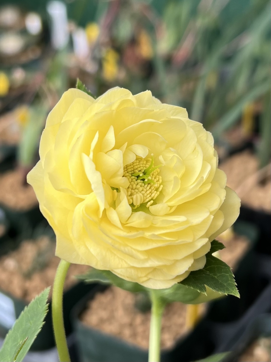 イギリスアンティーク イエローにグリーン コランダー 公認）アフロディーテ 【ka84】 | グリーンホビー