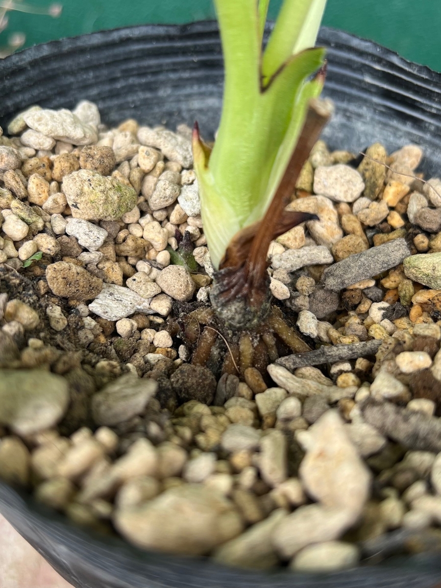 公認）アフロディーテ 【ka84】 | グリーンホビー