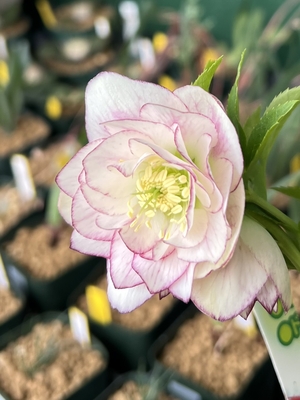 加藤農園さんのクリスマスローズ | グリーンホビー