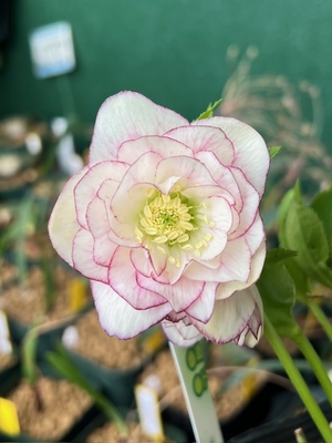 公認）フレグランスクリスマスローズ dd強香さくらピンクグロス×dd多弁