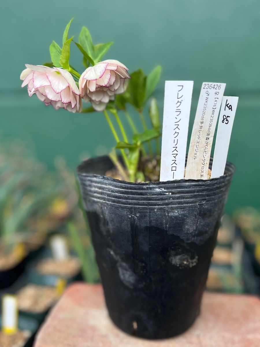 公認）フレグランスクリスマスローズ dd強香さくらピンクグロス×dd多弁