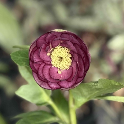 ddレッドベイン整形(セクシーヴァイオレット)&times;sd多弁系手毬プリマヴェーラ【ka88】