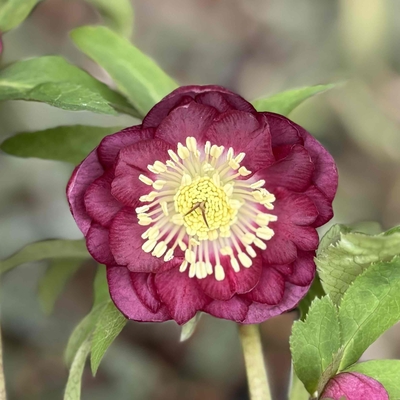 紅白系ddグロス血統 【ka97】