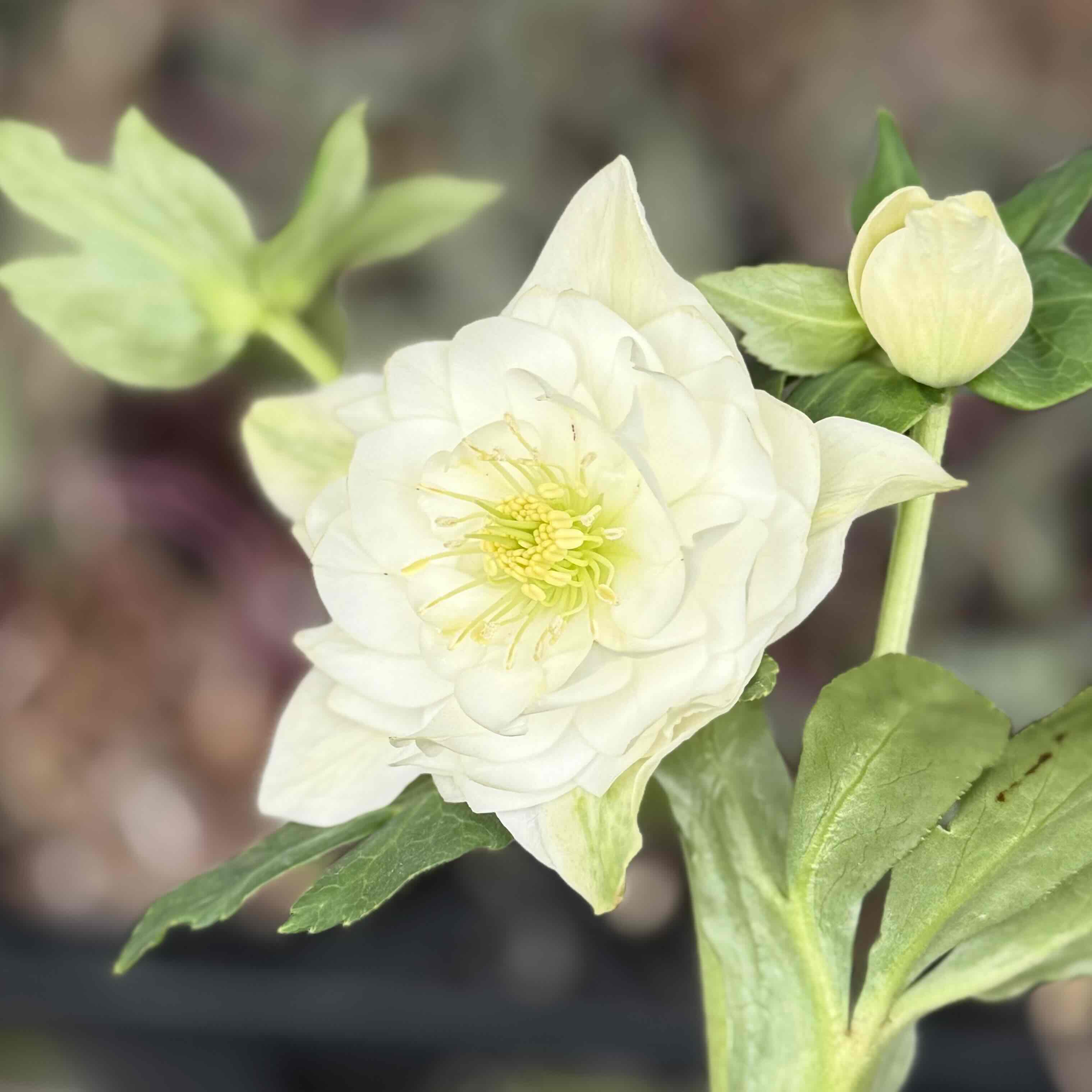 ホワイト多弁【ka98】 | グリーンホビー