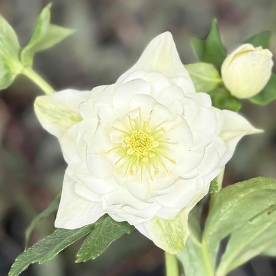 ホワイト多弁【ka98】 | グリーンホビー