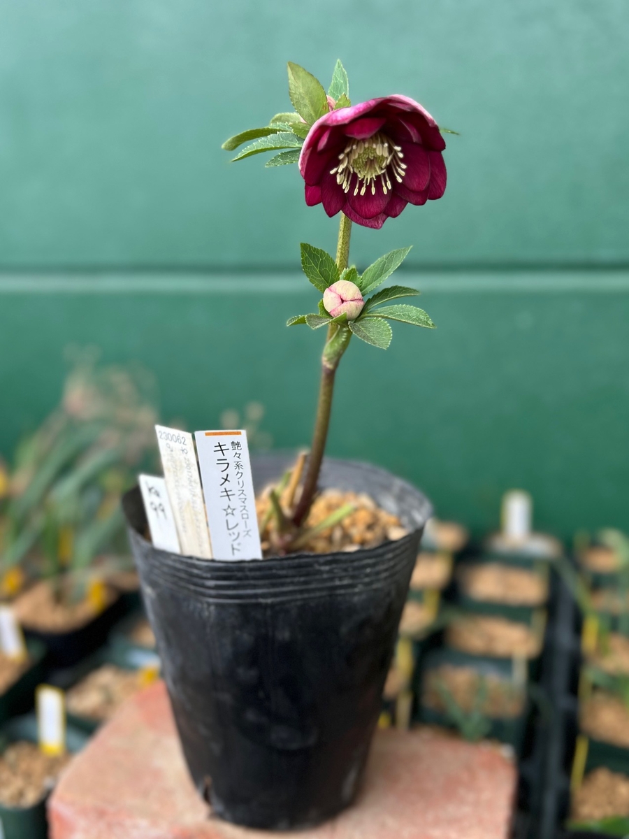 公認）キラメキ☆レッド【ka99】小ぶりな整形化 | グリーンホビー