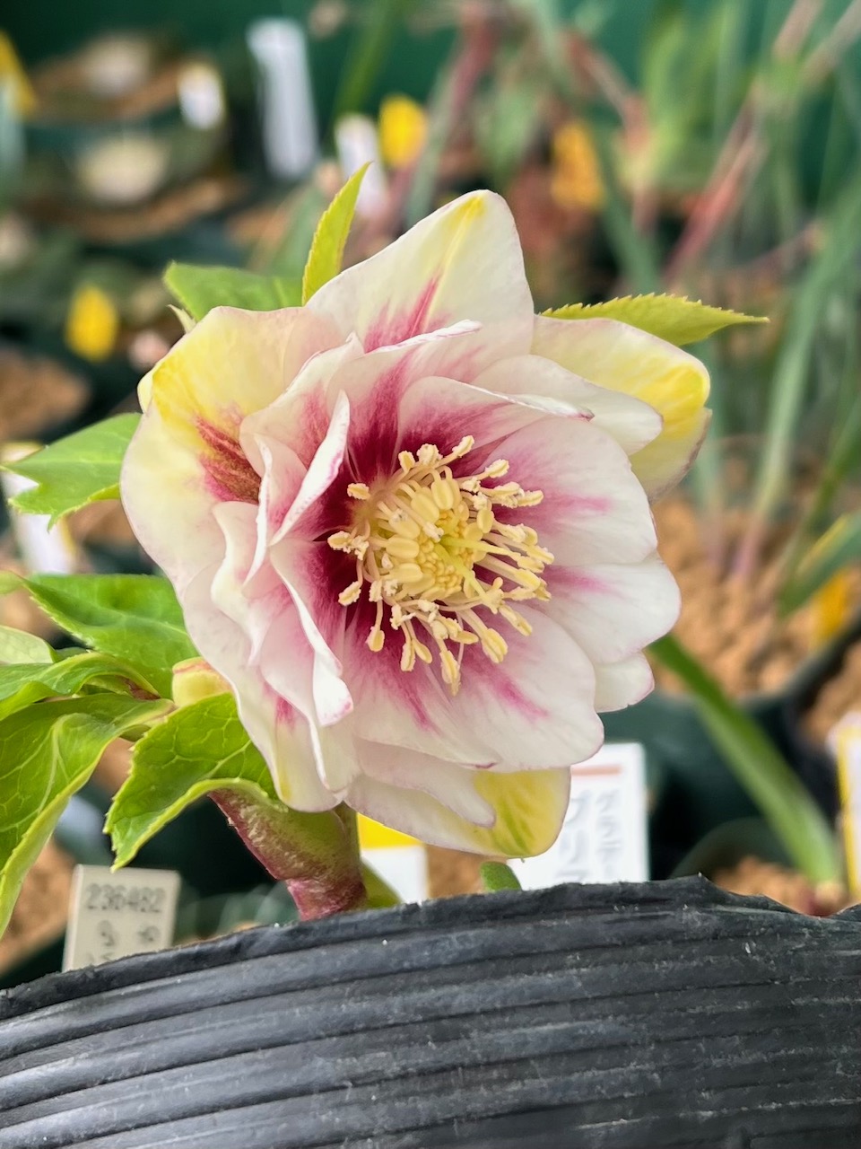 公認）プリマヴェーラゴールド【ka100】A ブラーレッドフラッシュ