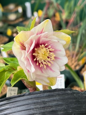 クリスマスローズ | グリーンホビー