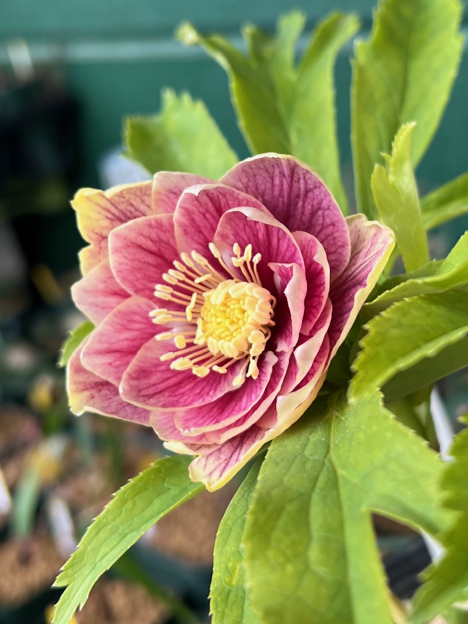 清〇様】プリマヴェーラゴールドグラデクリスマスローズ苗 清〇様