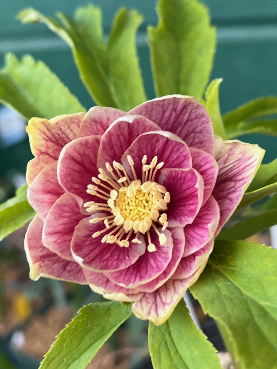 プリマヴェーラゴールド×プリマ系ゴールド☆クリスマスローズ交配苗