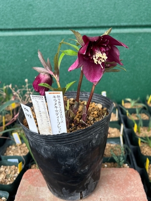 さつき クリスマスローズ dd キラメキ☆ 来季用 一点物】加藤農園 クリスマスローズ キラメキディープレッド 4.5号深