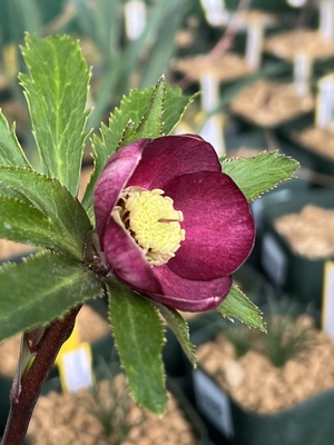 公認）グロッシーカラー☆【ka104】小輪系sd | グリーンホビー