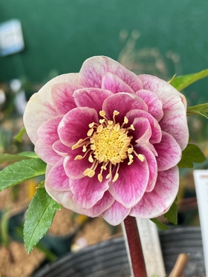 公認）プリマヴェーラゴールド【ka105】特A | グリーンホビー