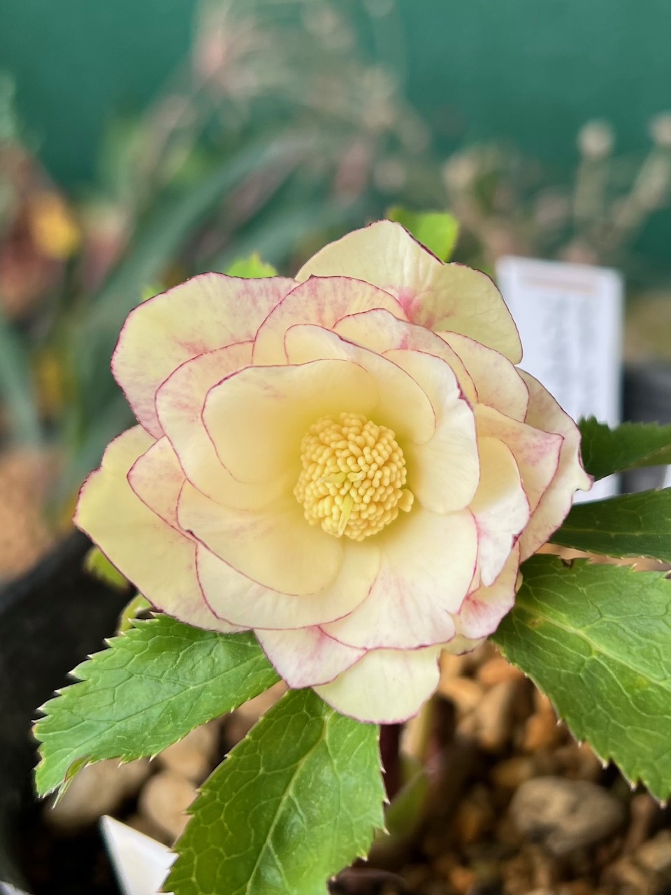 公認）プリマヴェーラゴールド【ka106】クリーム小輪系 | グリーンホビー